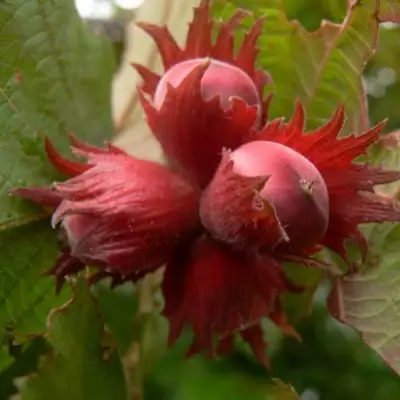 Фундук МОСКОВСКИЙ РУБИН в Жодино