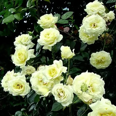 Роза ЭЛЬФ плетистая в Жодино