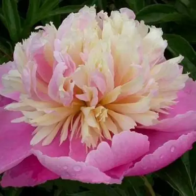 Пион ВЕСЕННЯЯ ПАЛИТРА травянистый в Жодино