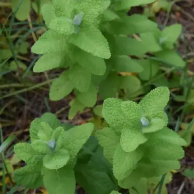 Мята АПФЕЛМИНЦЕ в Жодино