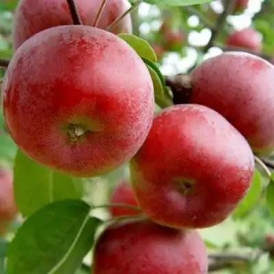 Яблоня АНТЕЙ в Жодино