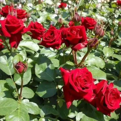 Роза ЭКСПЛОРЕР чайно-гибридная в Жодино