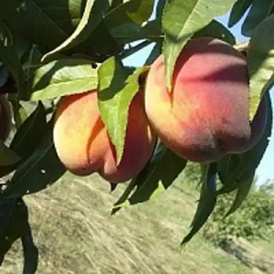 Персик СОФГАФЕН в Жодино