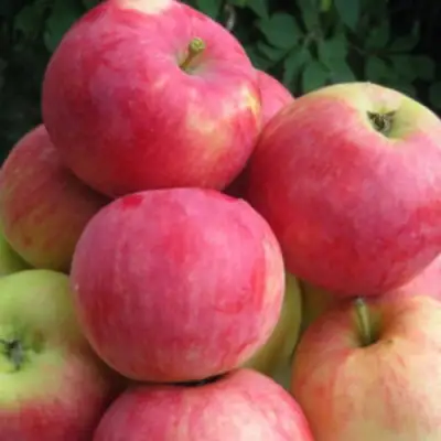 Яблоня НОРИС в Жодино