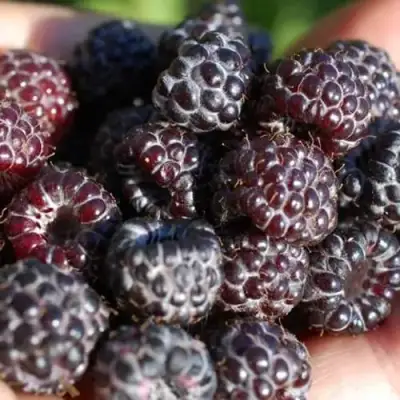 Малина БРИСТОЛЬ в Жодино