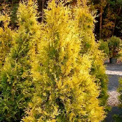 Туя ЕВРОПА ГОЛД западная в Жодино