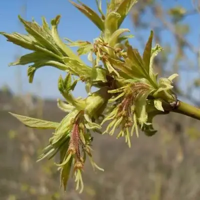 Клен ясенелистный в Жодино