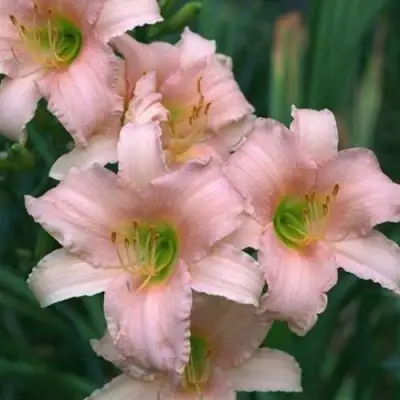 Лилейник ЛАКШЕРИ ЛЕЙС гибридный в Жодино