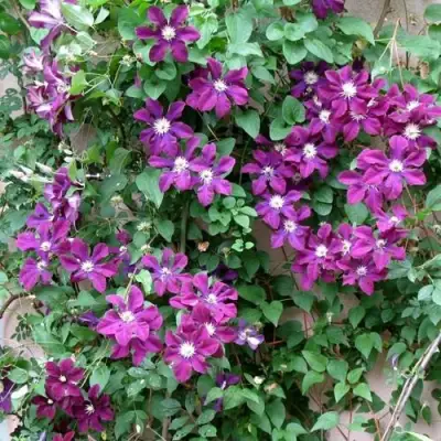 Клематис ГЕРОИ ВАРШАВЫ в Жодино