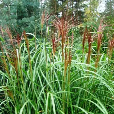 Мискантус МАЛЕПАРТУС китайский  в Жодино