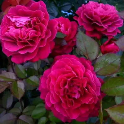 Роза БЕЛЬВЬЮ чайно-гибридная в Жодино