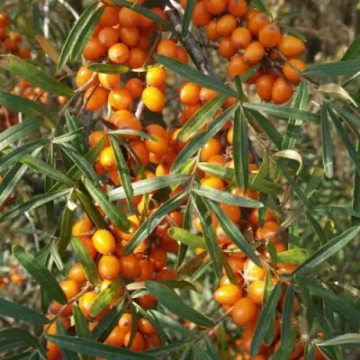 Облепиха РОСИНКА в Жодино