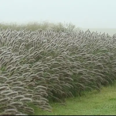 Пеннисетум ЛЕДИ Ю в Жодино