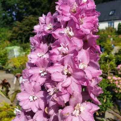 Дельфиниум АСТОЛАТ тихоокеанский в Жодино