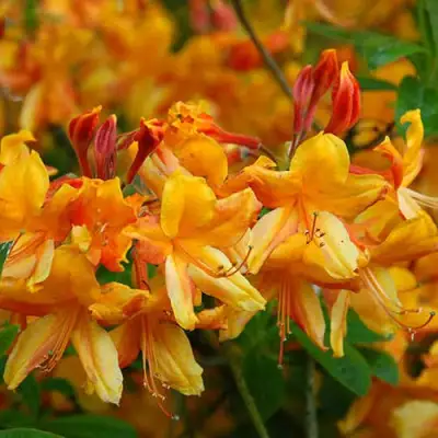 Азалия ОРАНЖ ХИТ листопадная в Жодино