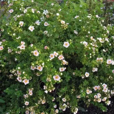 Лапчатка ПИНК КВИН кустарниковая в Жодино