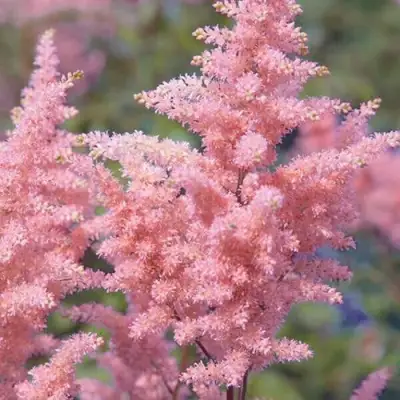 Астильба ГЛИТТЕР ЭНД ГЛАМУР китайская в Жодино