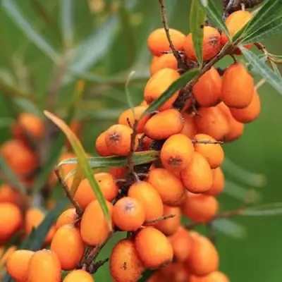 Облепиха АЛТАЙСКАЯ в Жодино