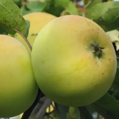 Яблоня РОССИЯНКА в Жодино