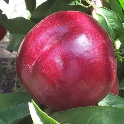 Нектарин ЭКСТРИМ БЬЮТИ в Жодино