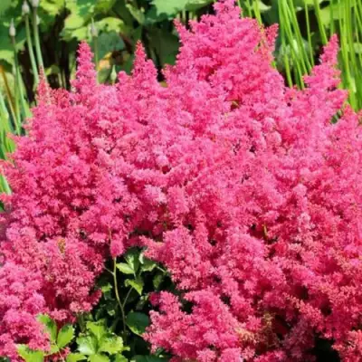 Астильба САННИ ДЕЙ гибридная в Жодино