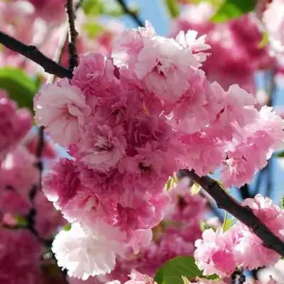 Сакура ПИНК ПЕРФЕКШН в Жодино