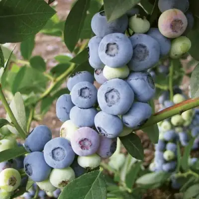 Голубика ЛИБЕРТИ в Жодино