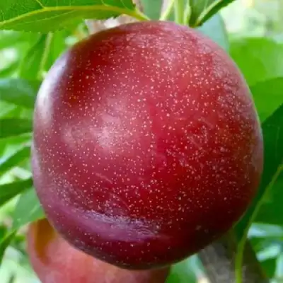 Слива БЕРБАНК ГИГАНТ в Жодино