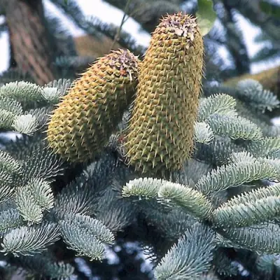 Пихта благородная в Жодино