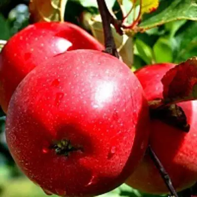 Яблоня РЕДФРИ в Жодино