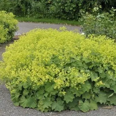 Манжетка ТРИЛЛЕР мягкая в Жодино