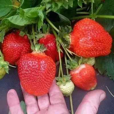 Клубника АЗИЯ в Жодино