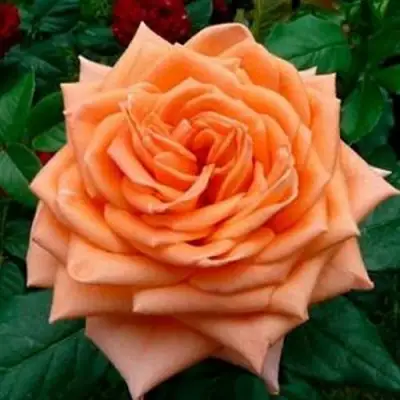 Роза ЭЛЬДОРАДО чайно-гибридная в Жодино