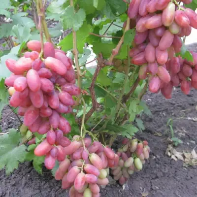 Виноград ЮЛИАН в Жодино