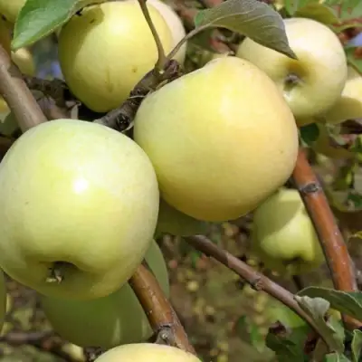 Яблоня АНТОНОВКА ОБЫКНОВЕННАЯ в Жодино