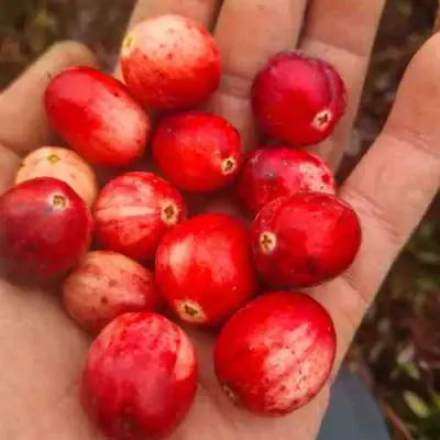 Клюква СТАНКОВИЧ в Жодино