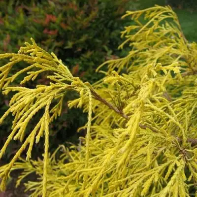 Кипарисовик ВАВЕЛ горохоплодный в Жодино