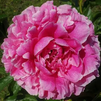 Пион ЗЕ ФОН травянистый в Жодино