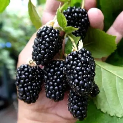 Ежевика ПРАЙМ АРК 45 ремонтантная   в Жодино