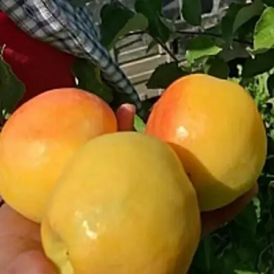 Яблоня АНТОНОВКА ЗОЛОТАЯ в Жодино