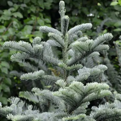 Пихта благородная в Жодино