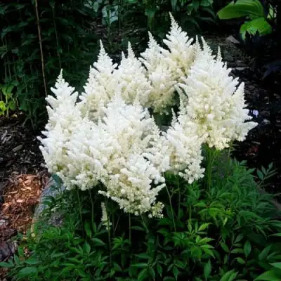 Астильба ДОЙЧЛАНД японская в Жодино