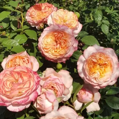 Роза СУРИР ДЕ ХАВР чайно-гибридная в Жодино