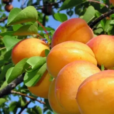 Абрикос ЭДЕЛЬВЕЙС в Жодино