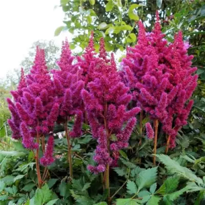 Астильба ВИЖНС китайская в Жодино