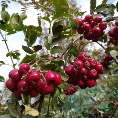 Рябина ГРАНАТНАЯ сладкоплодная в Жодино