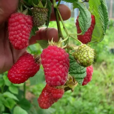 Малина ЛЯЧКА (ЛАШКА, ЛЯШКА) в Жодино