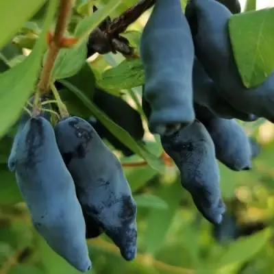 Жимолость съедобная СИЛЬГИНКА в Жодино