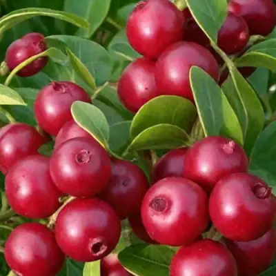 саженцы клюквы