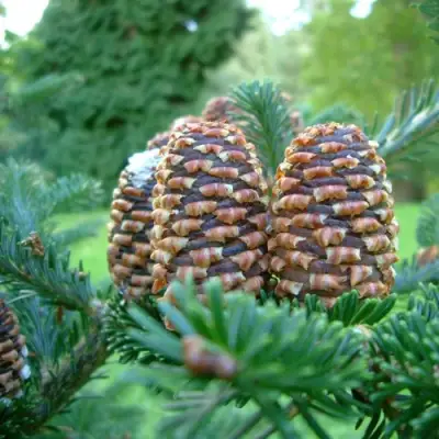 Пихта ФРАЗЕРА в Жодино